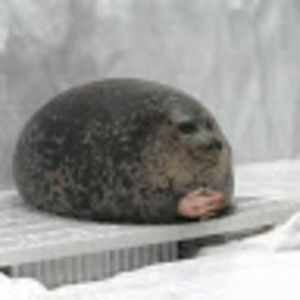 Meet your Posher, Fiero